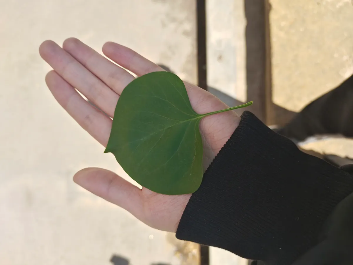 Hand holding a small green leaf